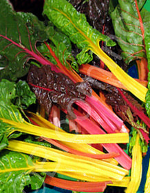 Beta vulgaris var. 'Rainbow'